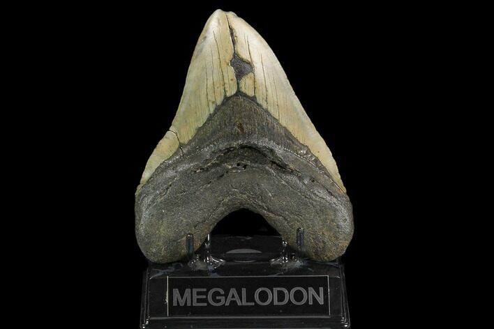 Fossil Megalodon Tooth - North Carolina #124466